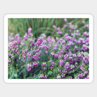 Lavender Magnet